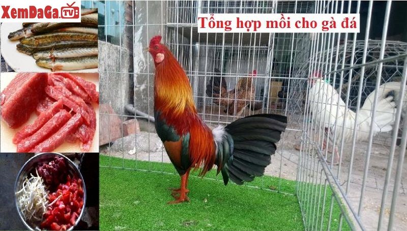 123B Các loại mồi cho gà đá | Bí quyết sư kê chuyên nghiệp!