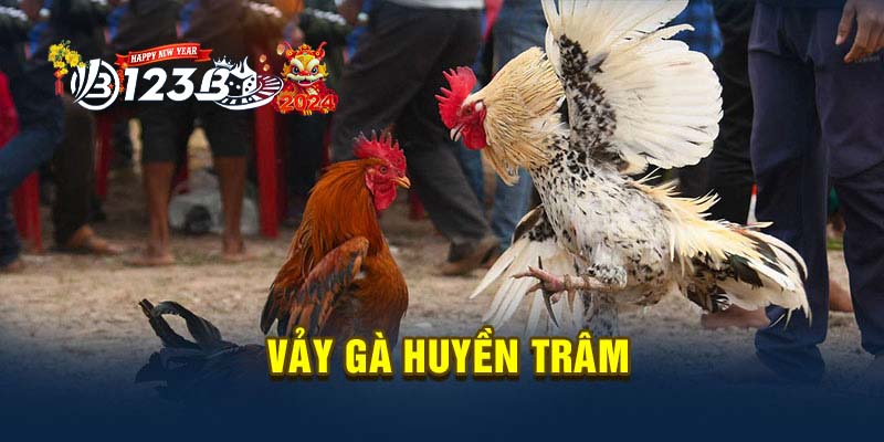 123B Vảy gà Huyền Trâm - Kinh nghiệm từ các sư kê lão làng!